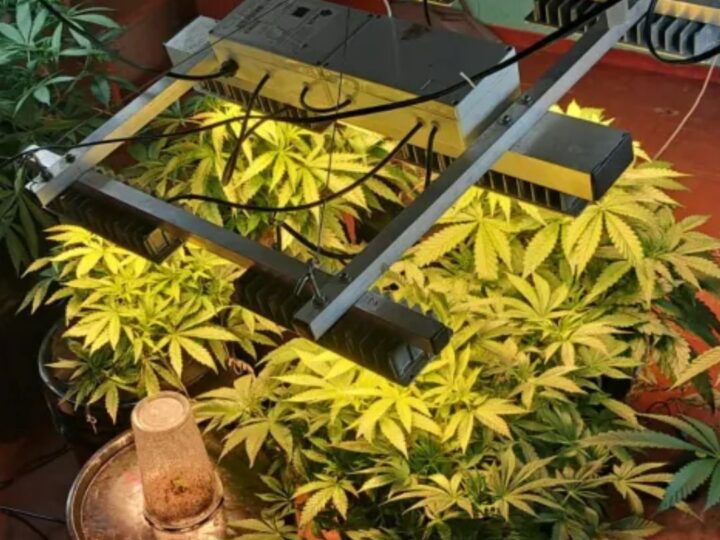 RESISTENCIA: SECUESTRAN PLANTAS DE CANNABIS TRAS UNA PERSECUCIÓN EN UN OPERATIVO NOCTURNO