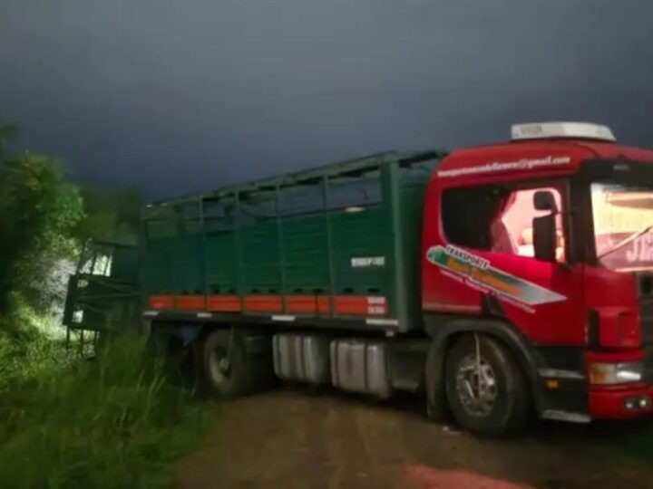 JUAN JOSÉ CASTELLI: VOLCÓ UN CAMIÓN CON 72 TERNEROS Y DECENAS DE ANIMALES ESCAPARON